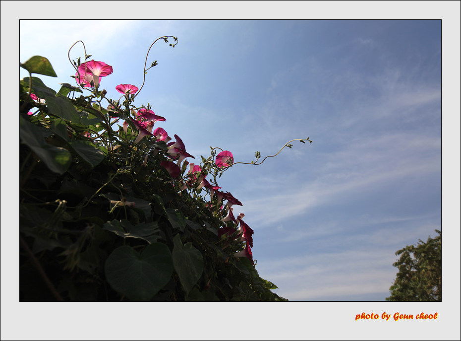 나팔꽃..2011.10.09