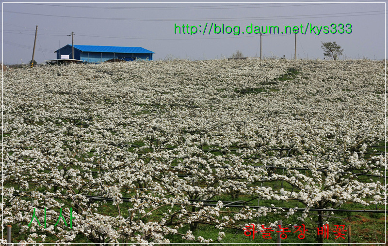 나주 하늘농장 무농약 나주배 인공수분 체험 배꽃축제를 찾아서...2012. 4월.