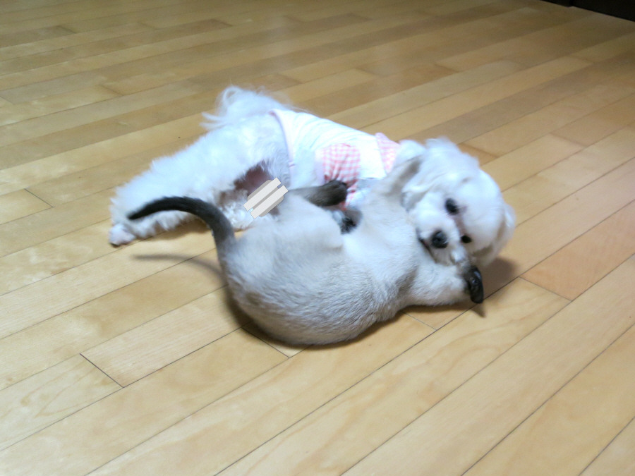 아나싸장은 대걸래가 아니므니다! ㅡ.ㅡ"