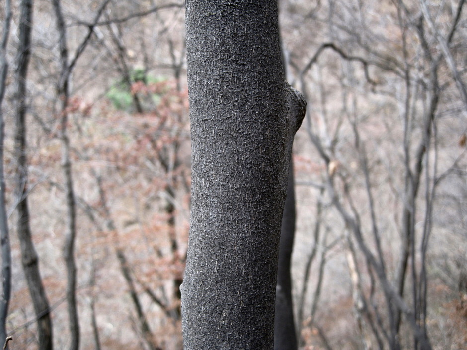 겨울눈-싸리나무,팥배나무,쪽동백나무,진달래,생강나무,아까시나무,산벚나