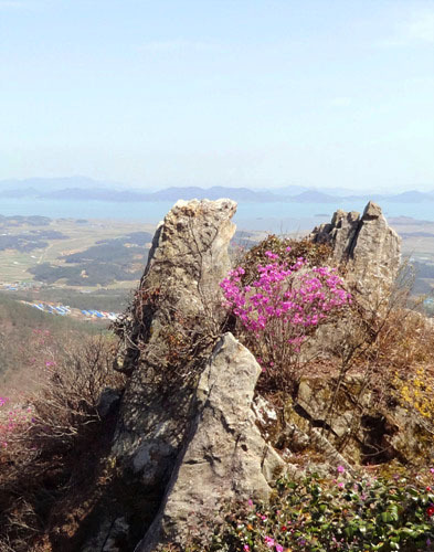 진달래의 최고봉 주작산