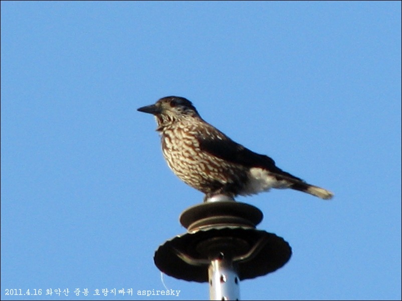 2011.4.16 화악산에서 만난 조류들..(호랑지빠귀,진박새)