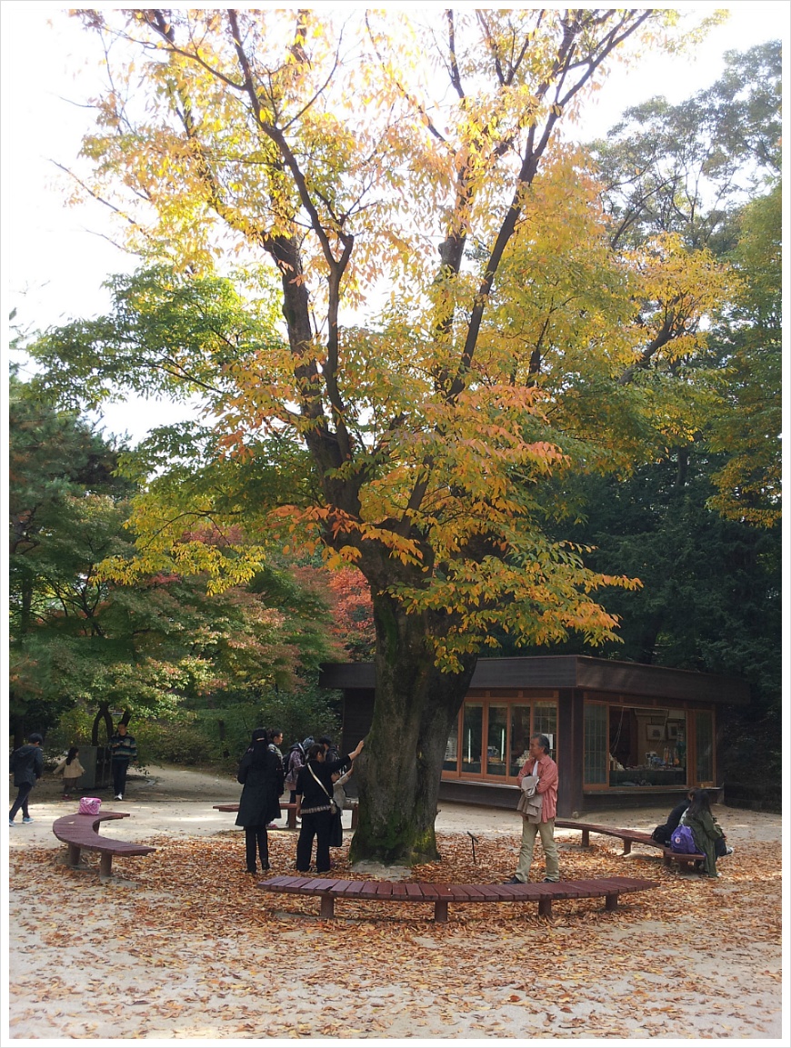 [서울여행 가볼만한 곳] 서울 살이 30년 만에 처음 갔던 창덕궁 후원. 비원의 가을 풍경