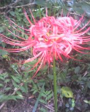 상사화(실제 품종이름은 '꽃무릇')10.9.26日