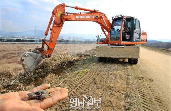 맹꽁이 보호구역서 ‘맹꽁이 짓’