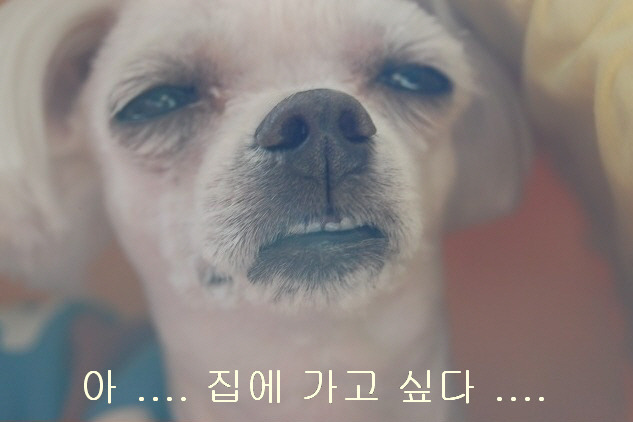 삼겹파티 이미지