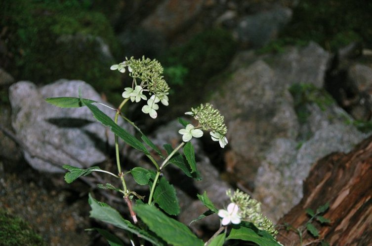 2009 천왕봉 산행(4) 제석봉을 지나며,,