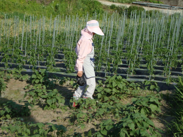 고추심어 놓으니 아무것도 할 수가 없다...