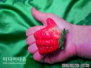 열매들 이미지