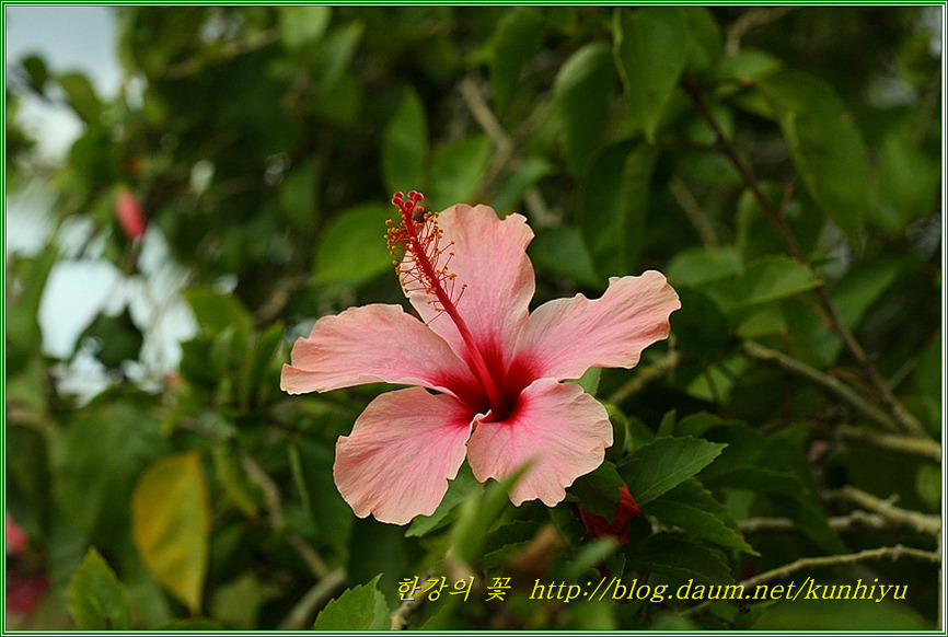 하와이무궁화-한강의 꽃