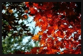 코스옆 불두화 꽃수레 산들국화 단풍/ 수업에서 연습 ,,,