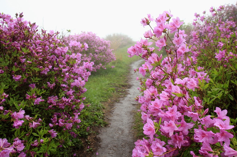 * 지리산 바래봉 산행기 