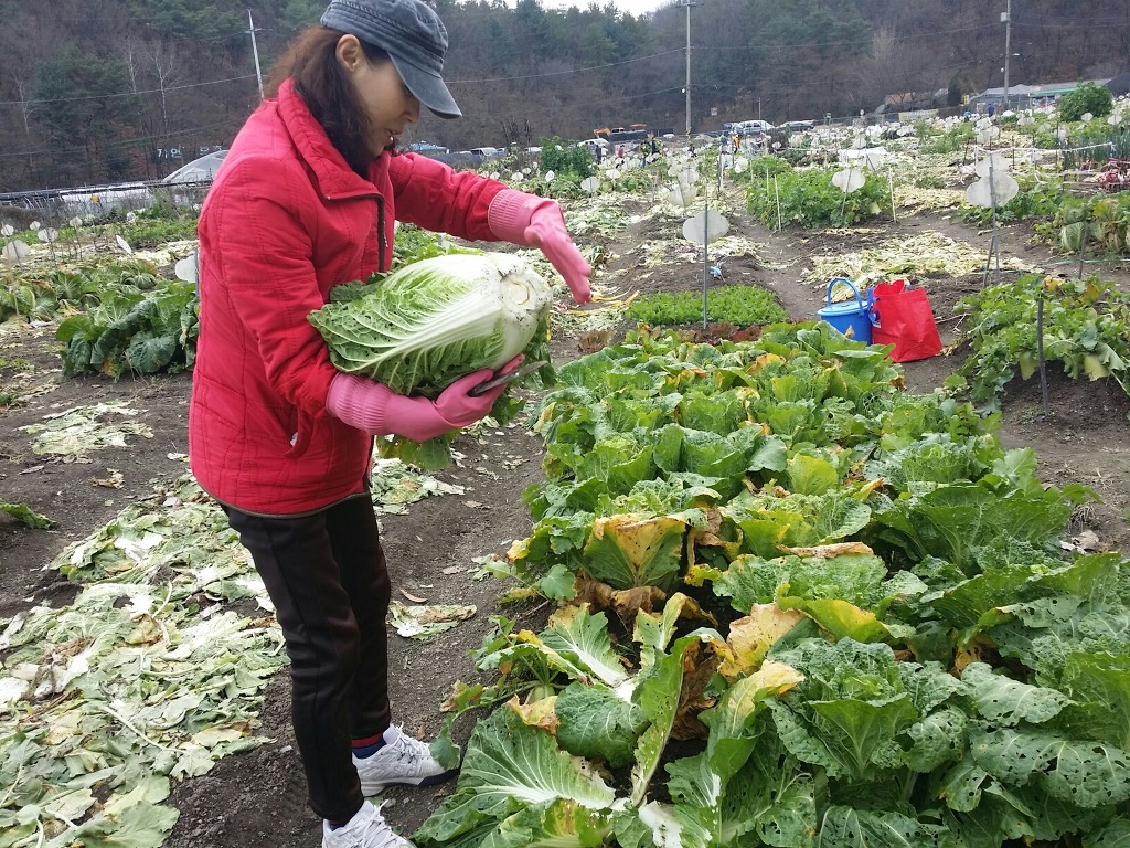 초보 농사 일기(2015.11.22)