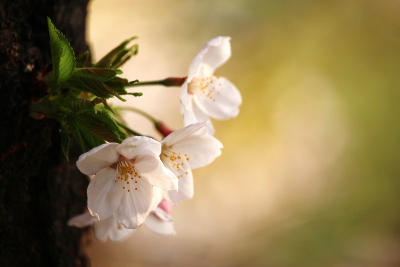 2015 여의도 벚꽃축제