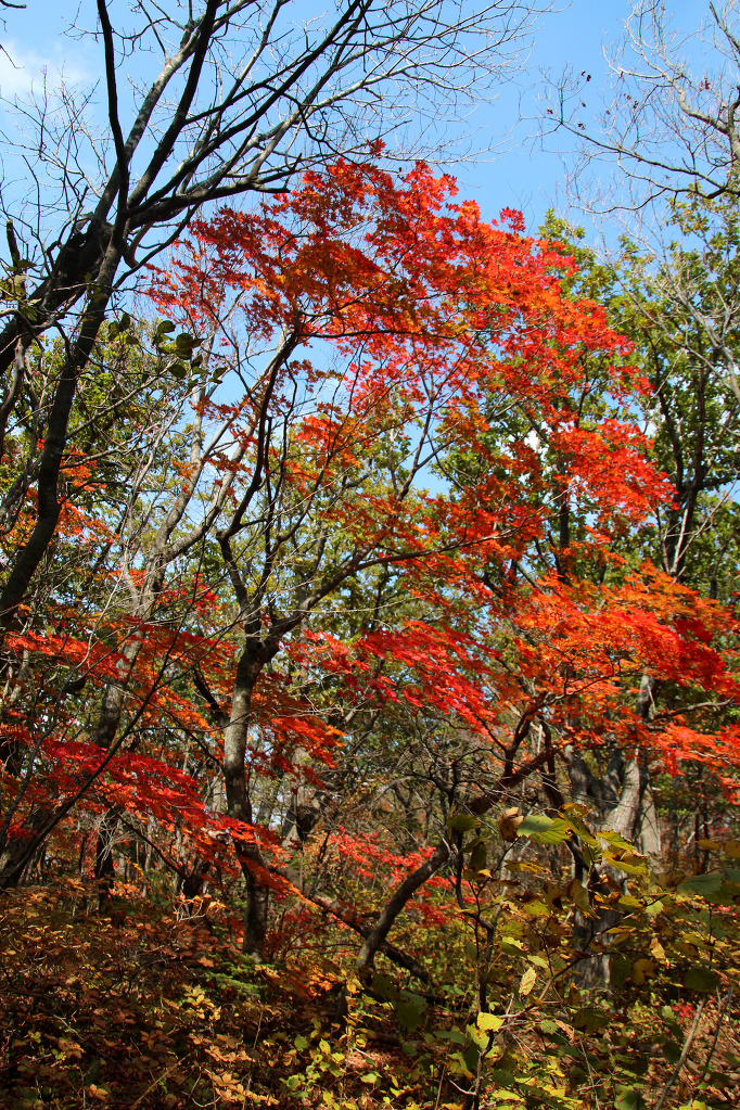 오대산 환종주(15.10.3)로 깊어가는 가을을 엿보다