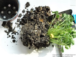 알뿌리 식물로 만든 싱그러운 꽃바구니(옮겨심는 방법)