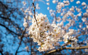토론토에서 꼭!! 가봐야 할곳중에 하나!! 벚꽃이 아름다운 공원 "하이파크 High Park"입니다.^^