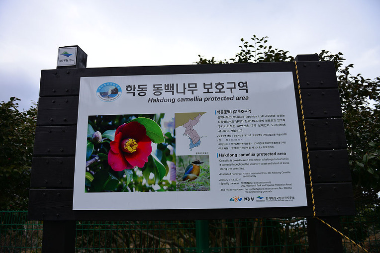 동백꽃 피고 지는 학동동백숲