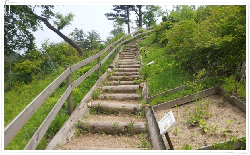 [남양주 가볼만한 곳] "산촌꽃마루" 캠핑장과 야생화 가득 핀 하늘 정원이 아름다운 곳