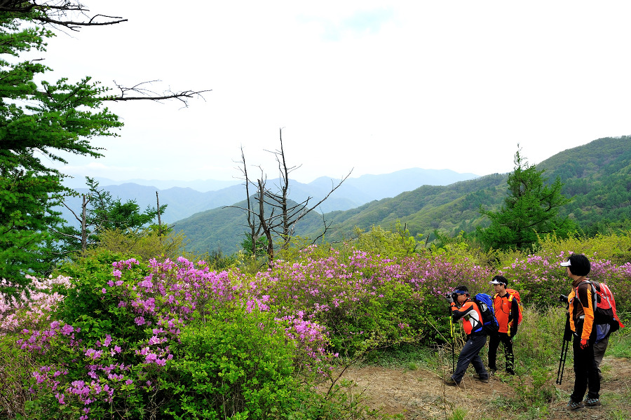 지리산  바래봉에는 꽃보다 사람이 더 많았다.