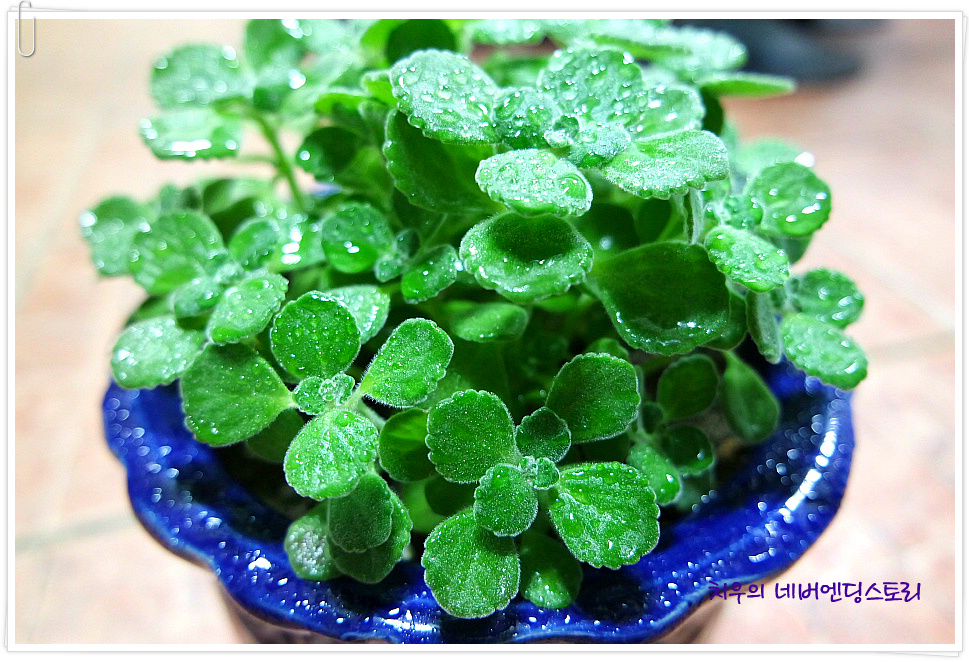 장미허브, 빅스플랜트(Vick's Plant), Succulent Coleus