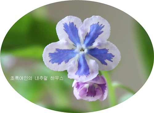 물망초 이미지