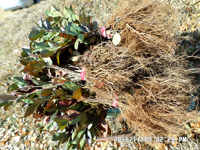 아로니아 [블랙쵸코베리]분양