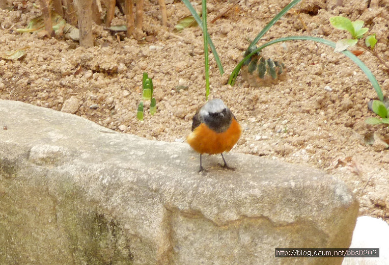 까치. 직박구리. 동박새. 딱새
