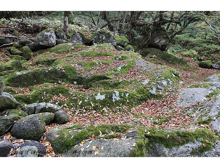 [제주여행]혼자보기 넘 아까운 이곳 한라산의 가을과 겨울 사이 ..한라산 둘레길
