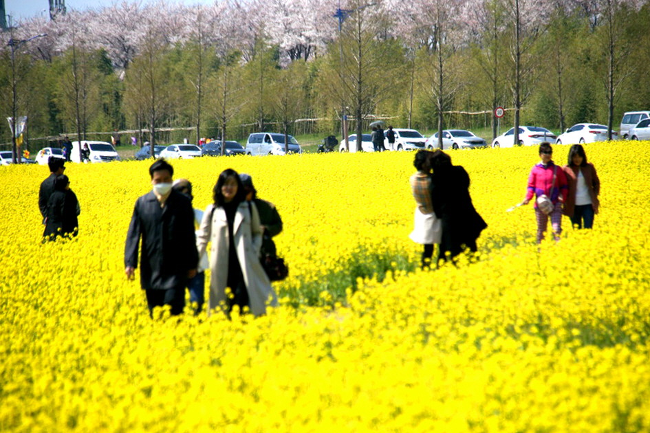 부산 대저 유채꽃 전경