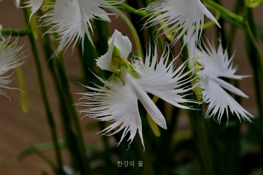 해오라비난초