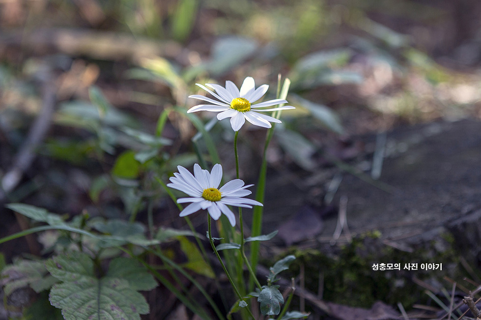 들국화
