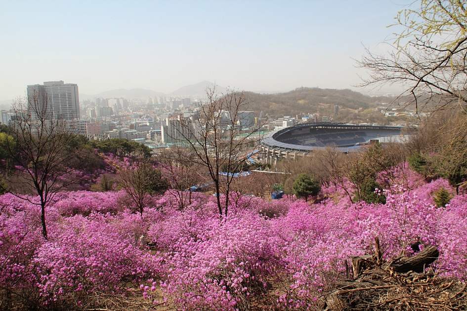 진분홍 꽃바다 원미산 진달래향에 젖어들다.
