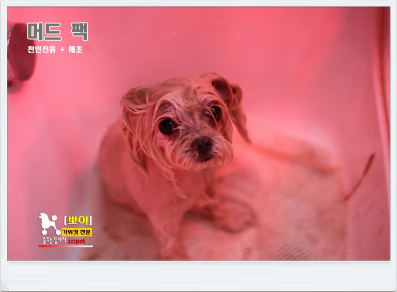 대전 강아지 머드팩 / 애견미용 / 허브팩마사지, 애견미용잘하는곳!