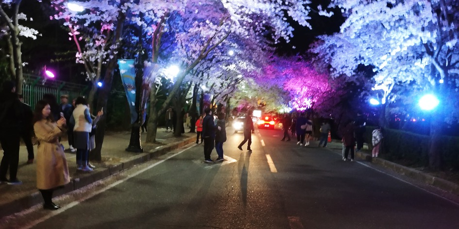 대구 이월드 별빛벚꽃축제 야경