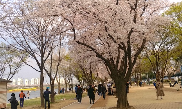 벚꽃이 흐드러진 동촌 유원지...