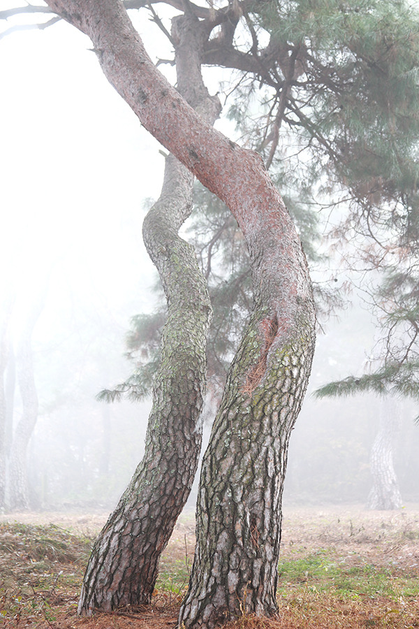 [경주 삼릉계곡 소나무] 경주 일대에 안개가 앞을 가릴 때 가본 삼릉소나무숲, 오늘은 삼릉솔밭에서 오래도록 머물다 / 토함