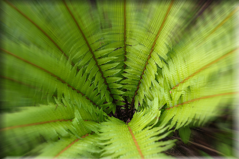 설악 서북능선의 들꽃들 Ⅱ(초본류 : 2018.05.28.)