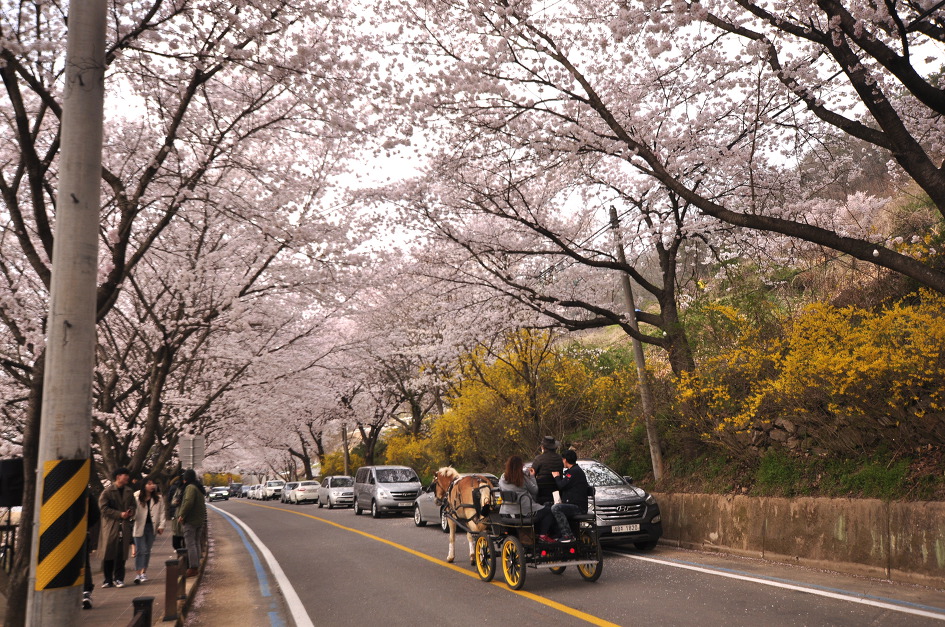 섬진강 벚꽃, 그 꽃비를 맞으며....