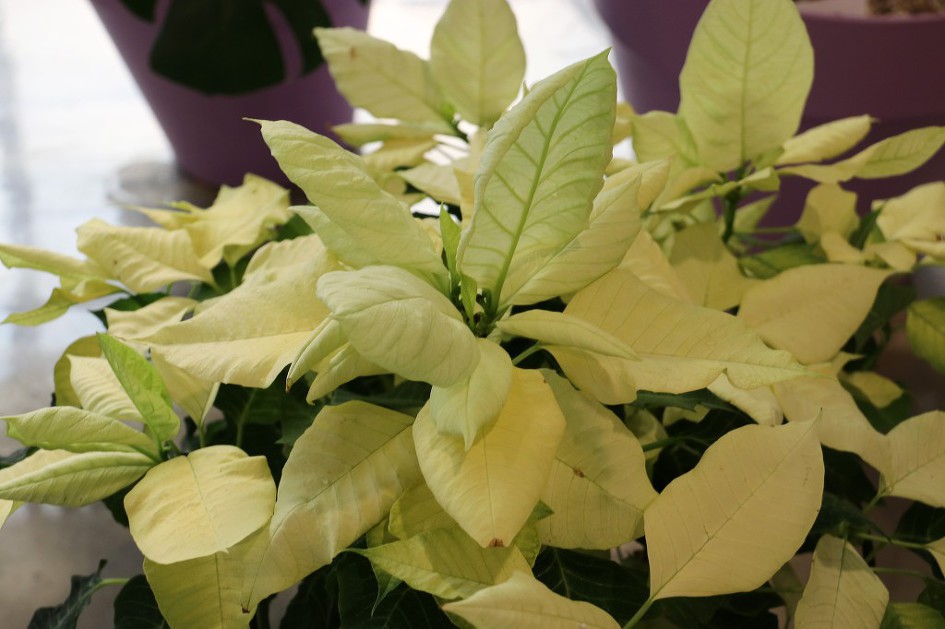 마곡 '서울식물원의 꽃'을 담았습니다.      (20190118)