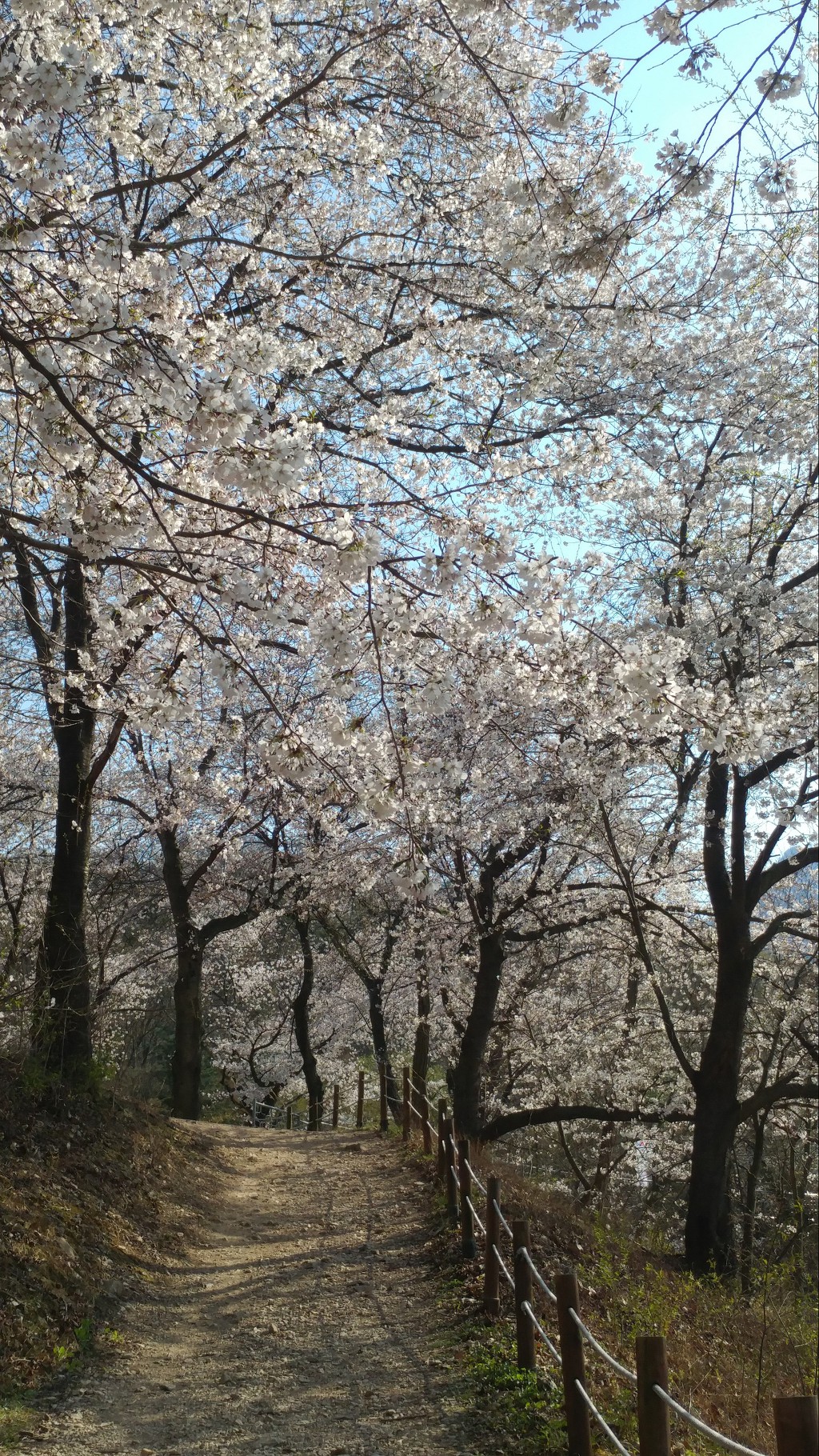 금오산 벚꽃축제