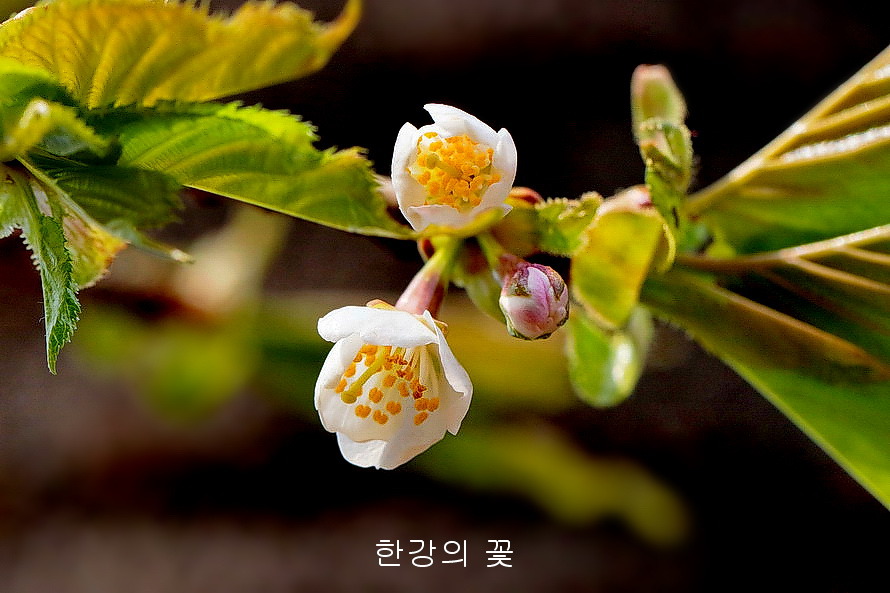 섬벚나무