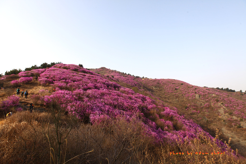 영취산 진달래 2018.03.31