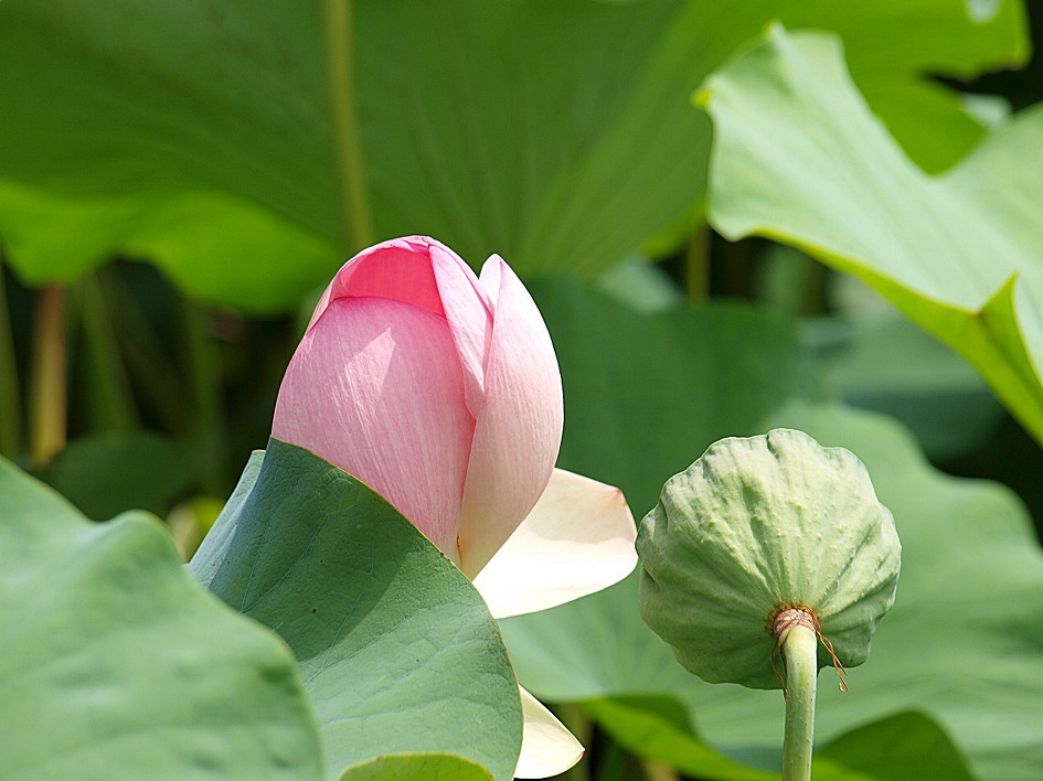 철마 연꽃공원 다녀오다
