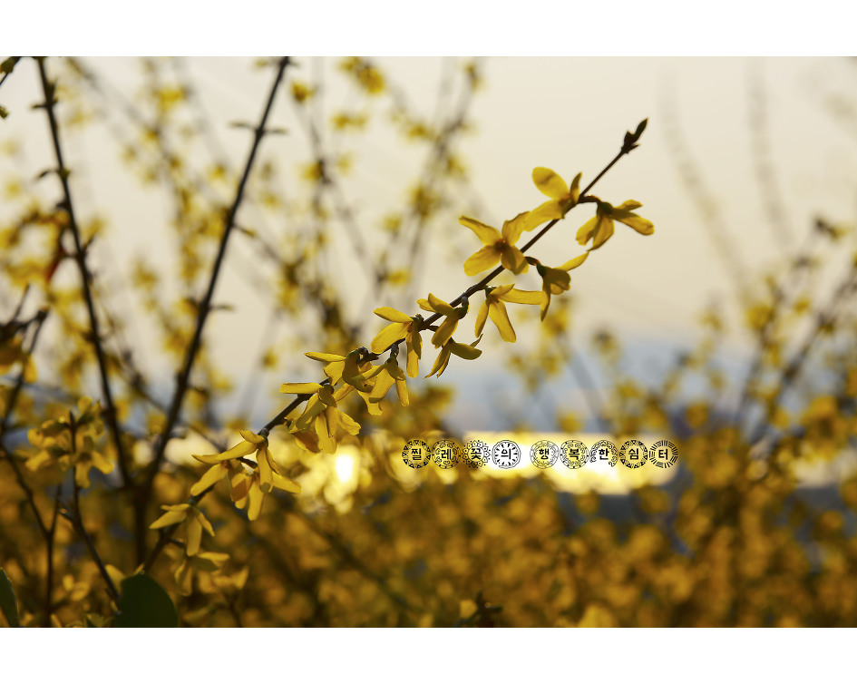 동백꽃, 봄, 봄, 봄,,봄꽃들아 모여라~~~