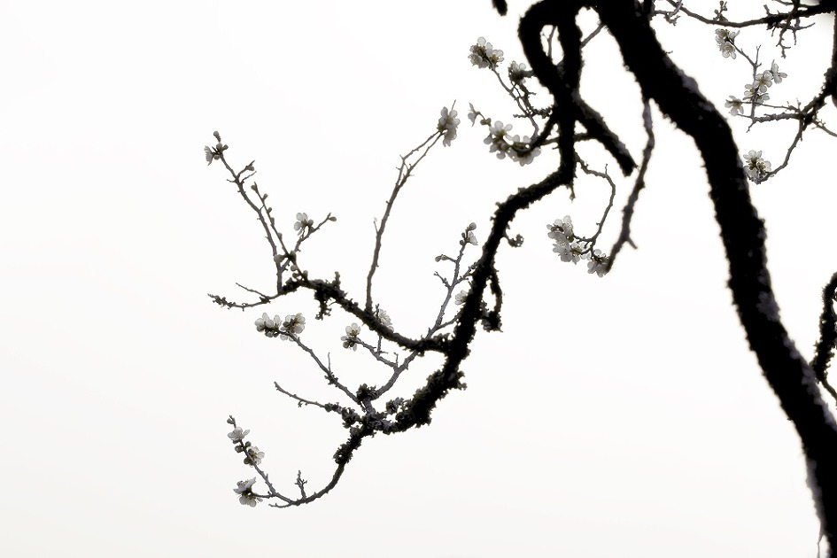 운리 백매(雲里白梅)