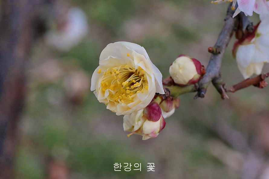 만첩백매화