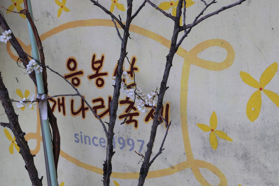'2019 응봉산 개나리축제의 풍경'을 가득 담았습니다.   5/5    (20190331)  