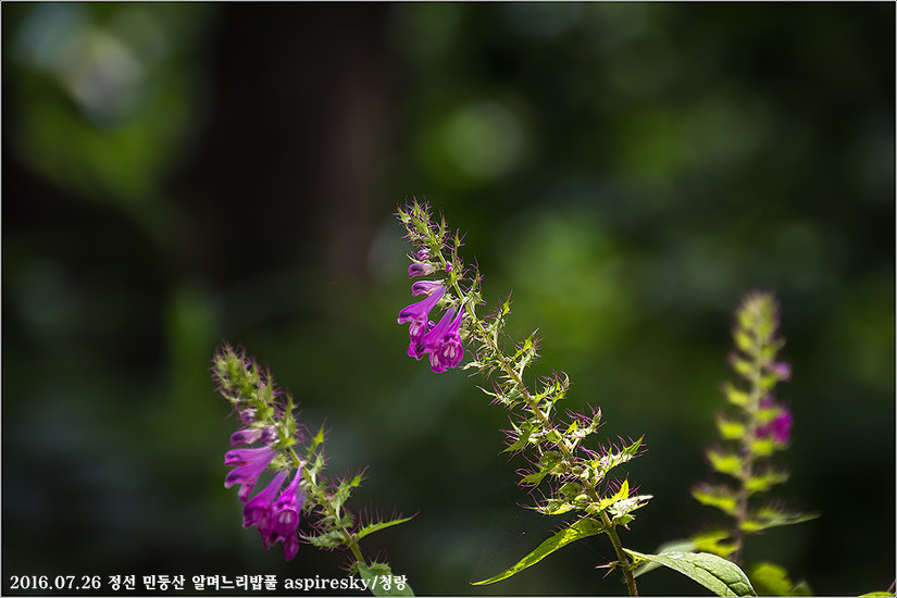 현삼과 며느리밥풀(Melampyrum : 메람피룸)속 알아보기