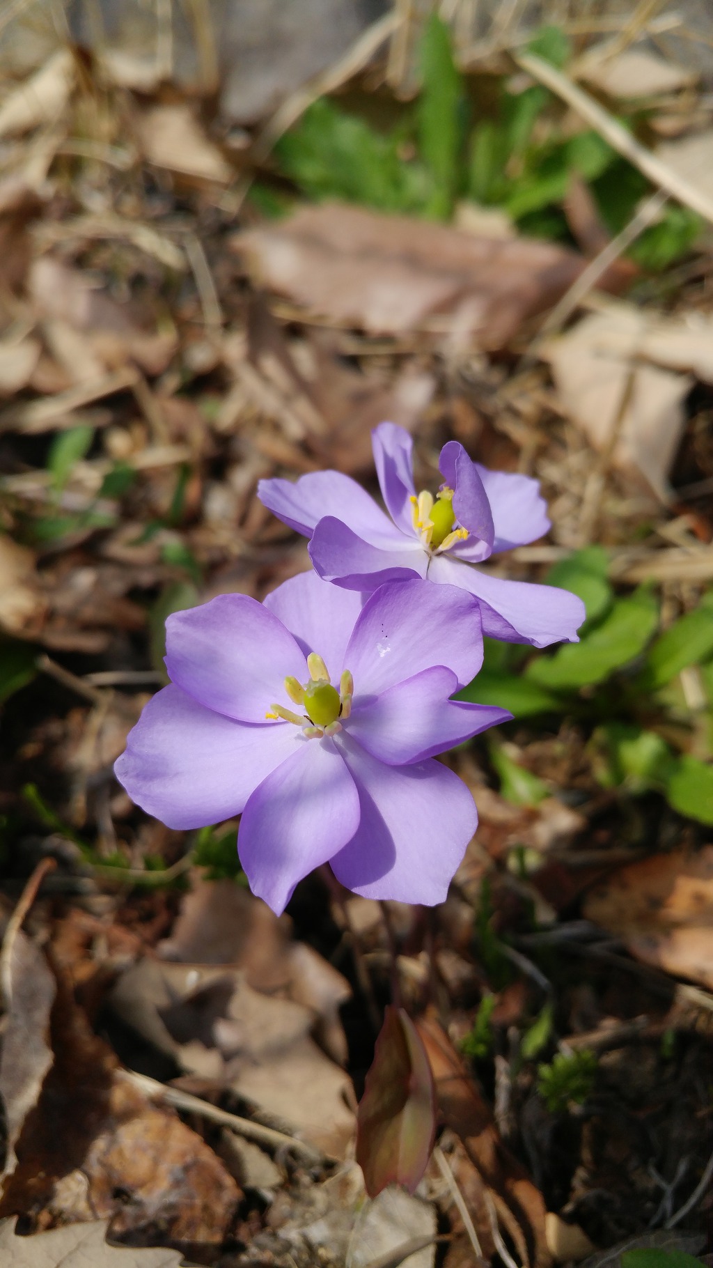 구미에코랜드_산동 참 생태숲 봄꽃